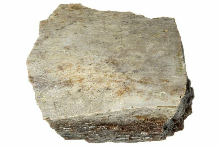 Fossil Tyrannosaur (T rex) Bone Section - Wyoming #313889